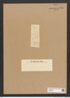 Diatomeae indet. Zeichnungen Sammlung Grunow Nr. 6356 (NHMW-BOT-W0375009)